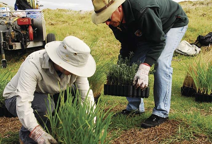 volunteers vegetation rehabilitation using lomandra longifolia .jpg