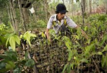Reforestation project in Indonesia x.jpg