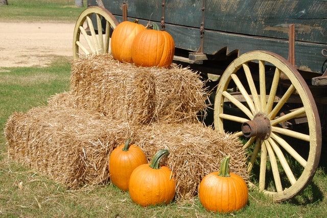 Eco-friendly ways to celebrate halloween - organic pumpkins