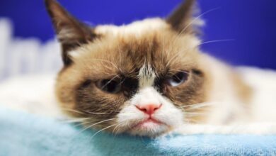 Grumpy Cat x.jpeg